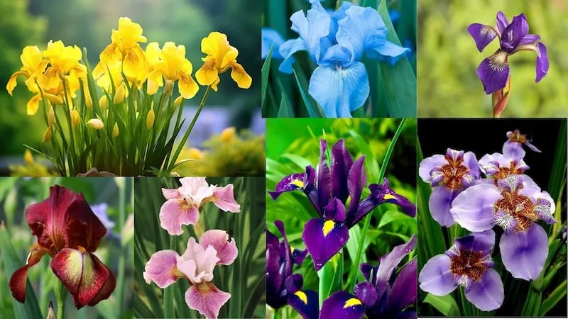 Bí Mật, Ý Nghĩa Của Loài Hoa Cung Sư Tử Thích Nhất Hiện Nay